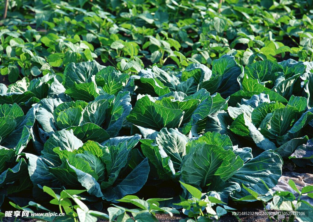 大片卷心菜农田景象