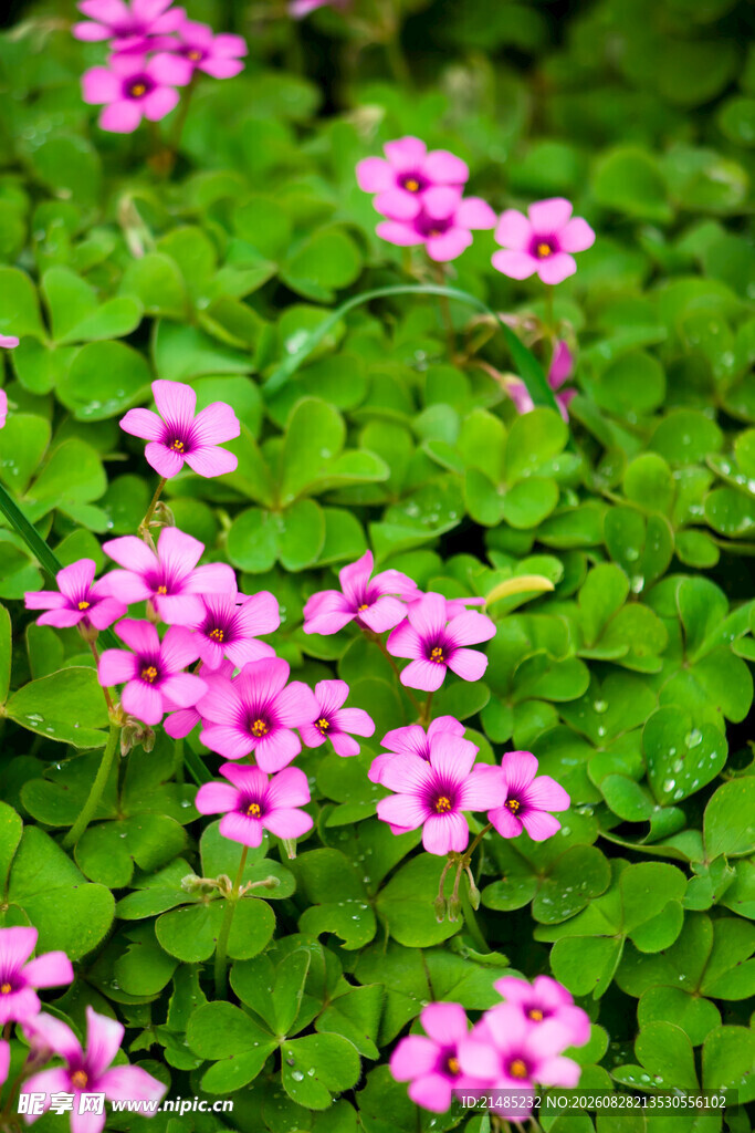 四叶草花