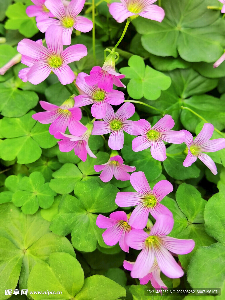 四叶草花