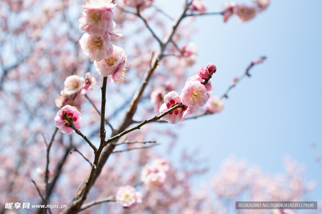 春日绽放的粉嫩桃花枝