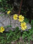 黄色小花
