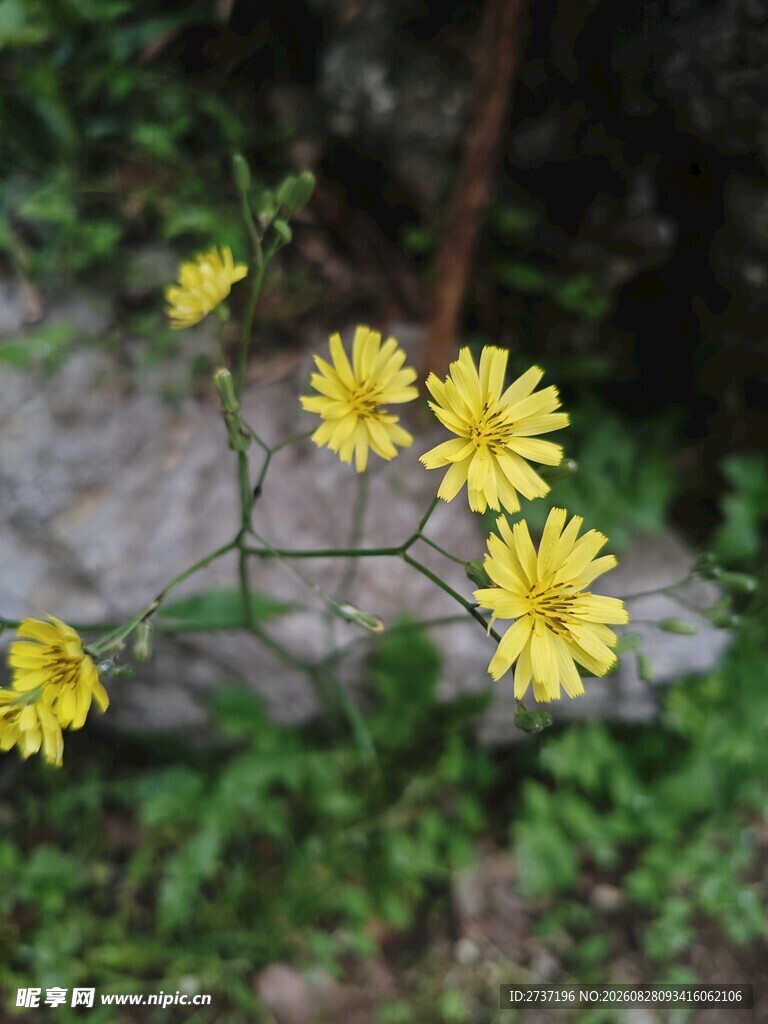 黄色小花