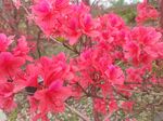 杜鹃花