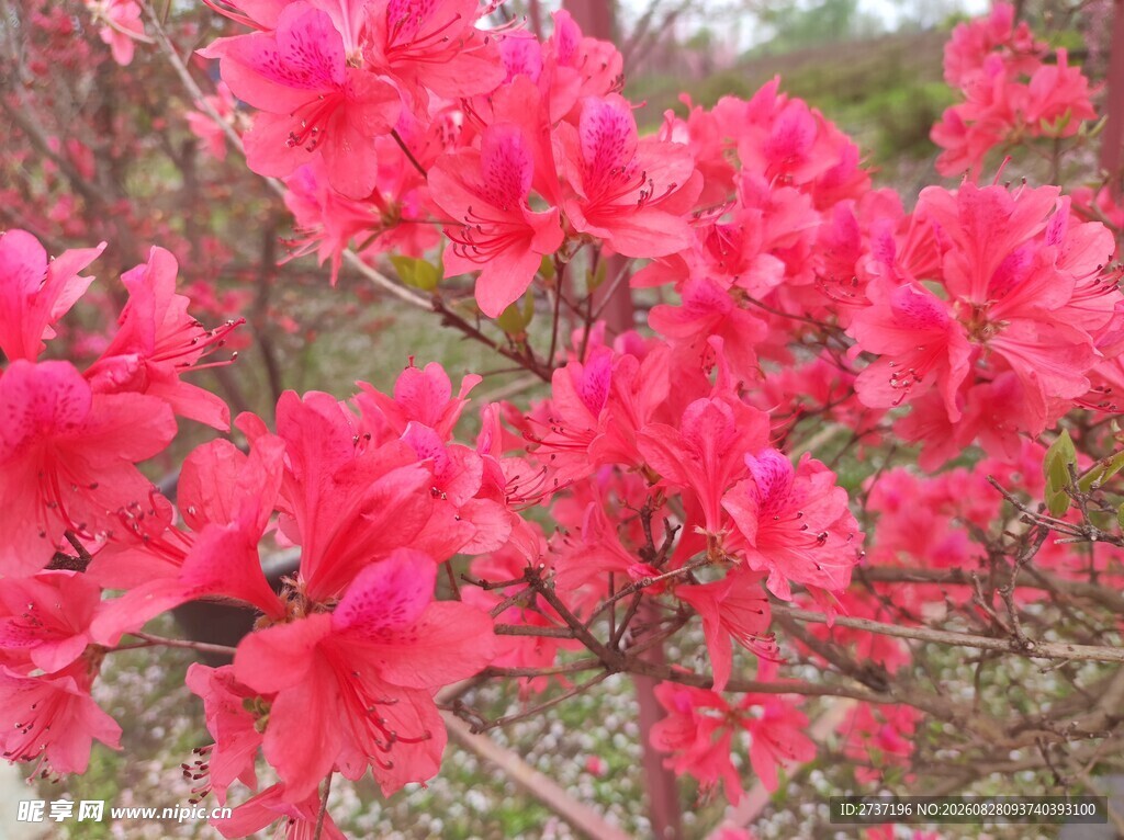 杜鹃花