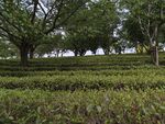 茶园