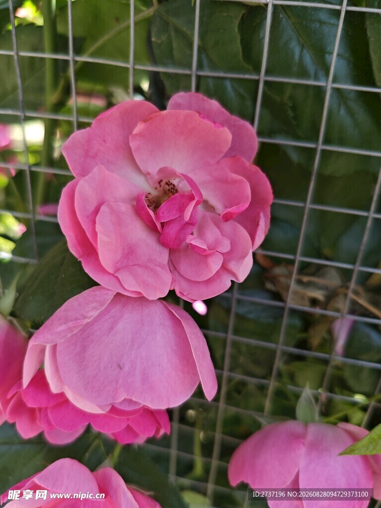 月季花
