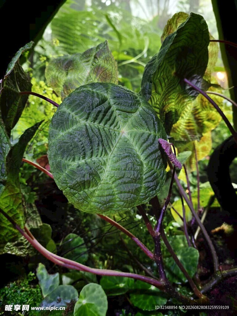 帝王花烛皱叶变种   皱叶花烛