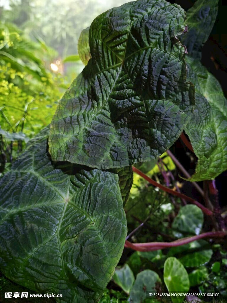 帝王花烛皱叶变种   皱叶花烛