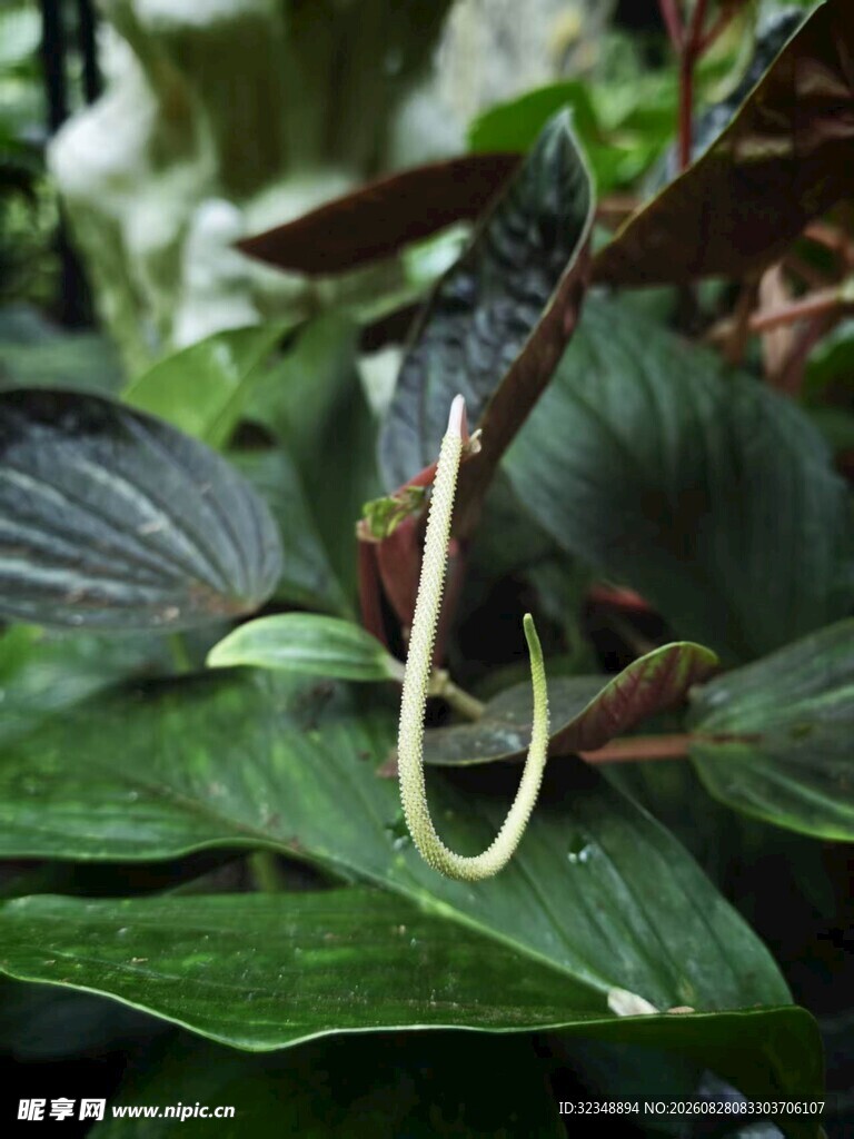 珍珠椒草的花序   树马齿苋椒