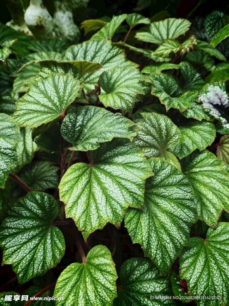 厚壁秋海棠