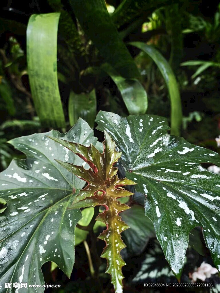 秋海棠 苏菲