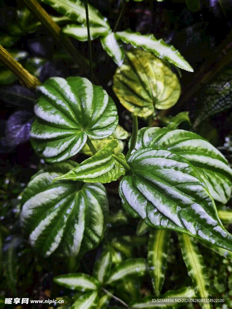锦叶胡椒银脉 华丽胡椒