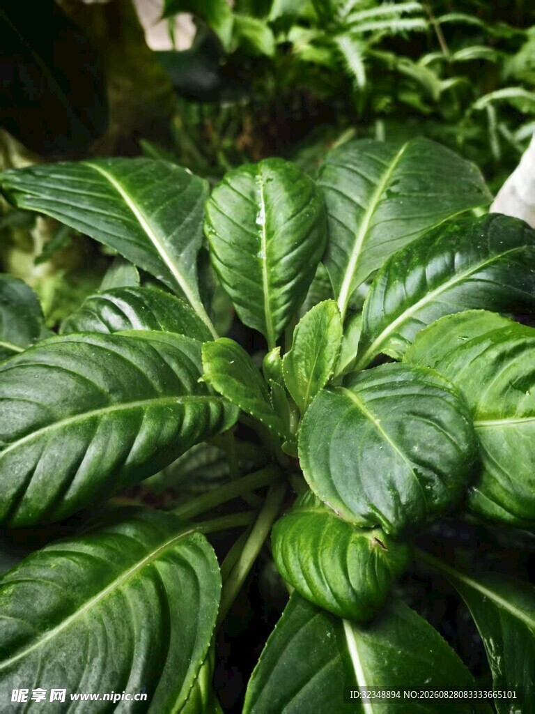 银脉凤仙花