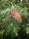 红花银桦  贝克斯银桦 昆士兰