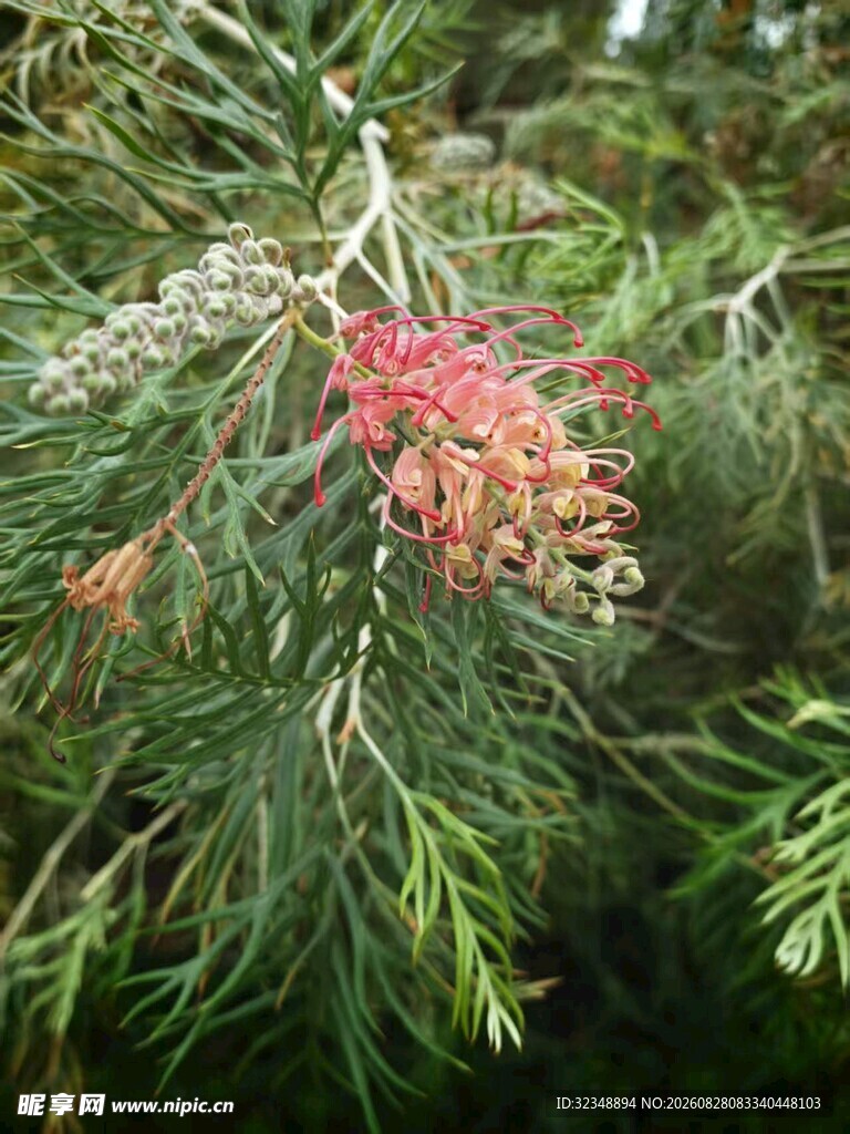 红花银桦  贝克斯银桦 昆士兰