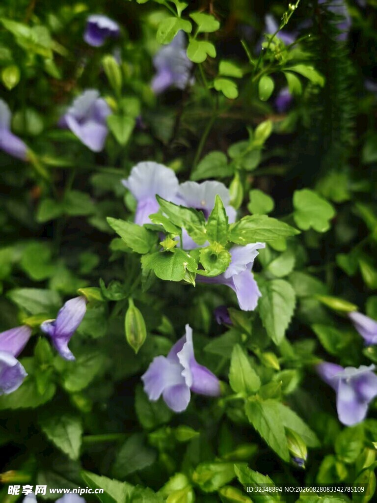 蓝蝴蝶  夏堇 兰猪耳