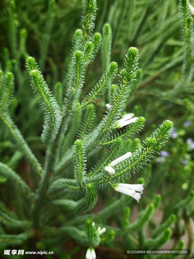 白欧石楠 圣诞快乐