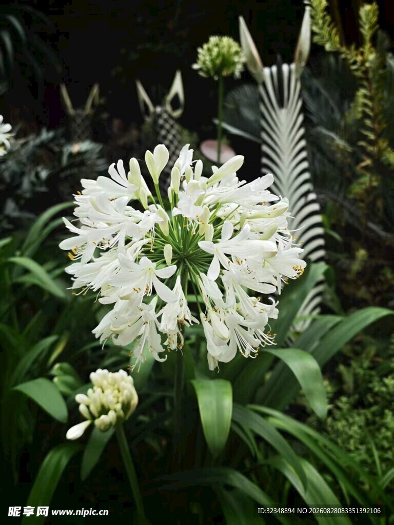 白色百子莲