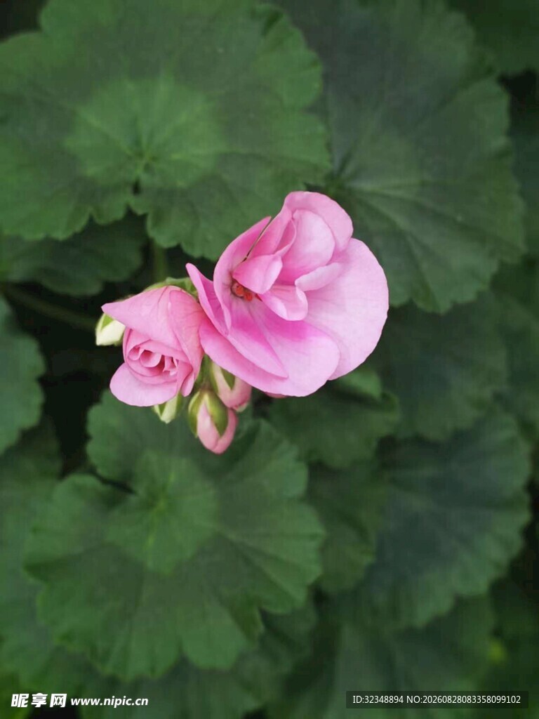天竺葵  洋绣球