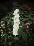 白色重瓣紫罗兰 草桂花 四桃克