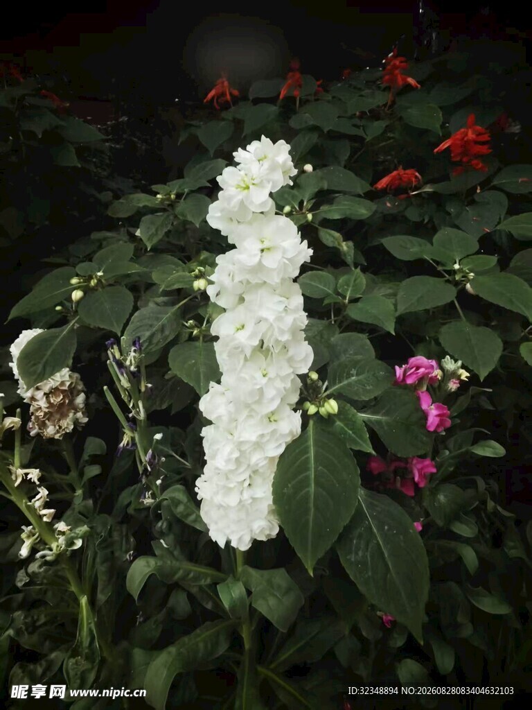 白色重瓣紫罗兰 草桂花 四桃克
