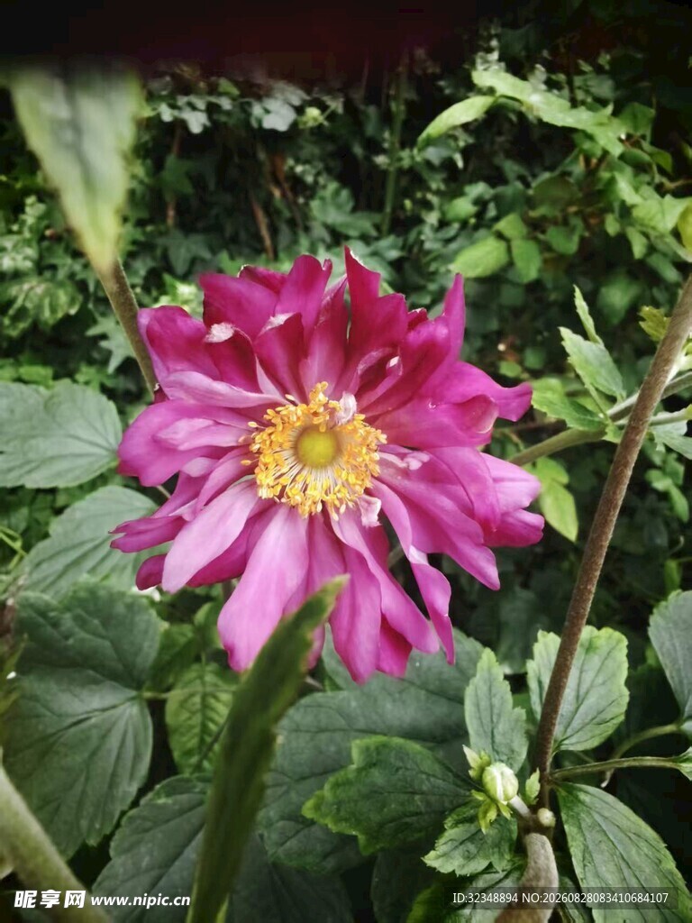 重瓣秋牡丹  野棉花  吹牡丹