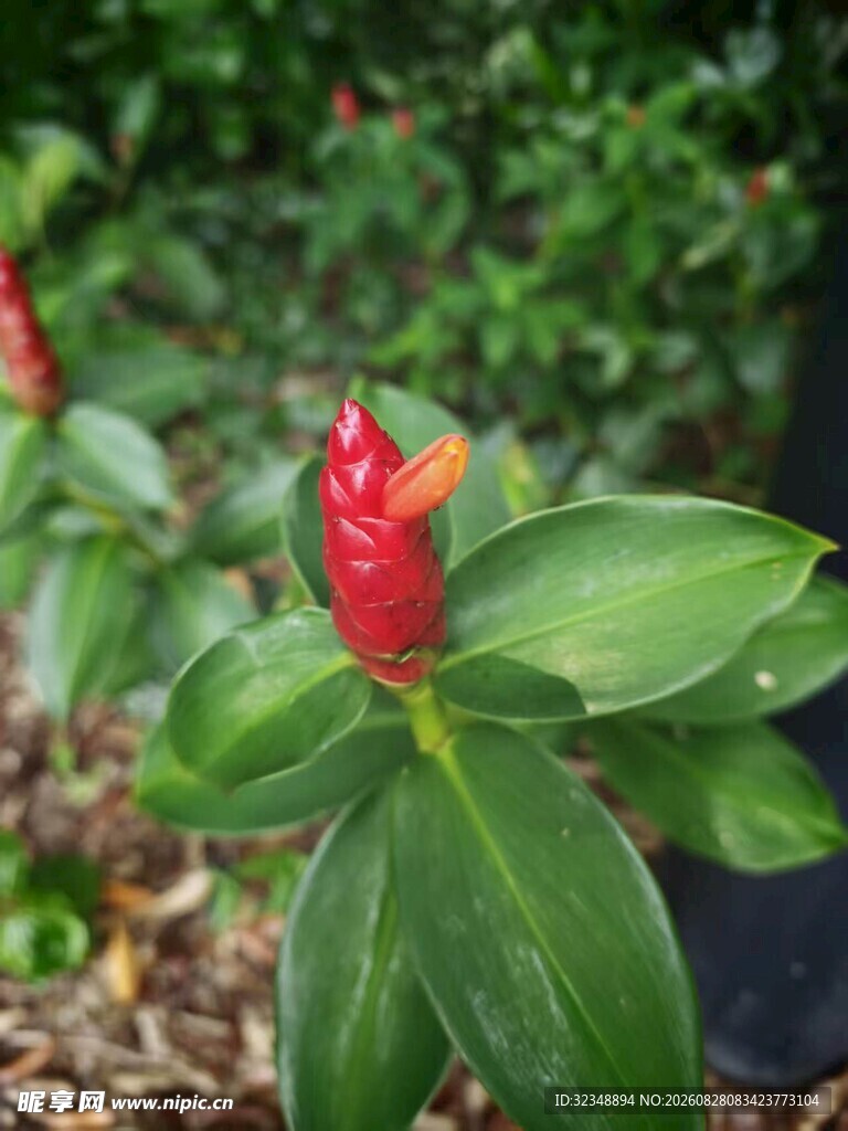 红闭鞘姜  红姜  红塔姜 