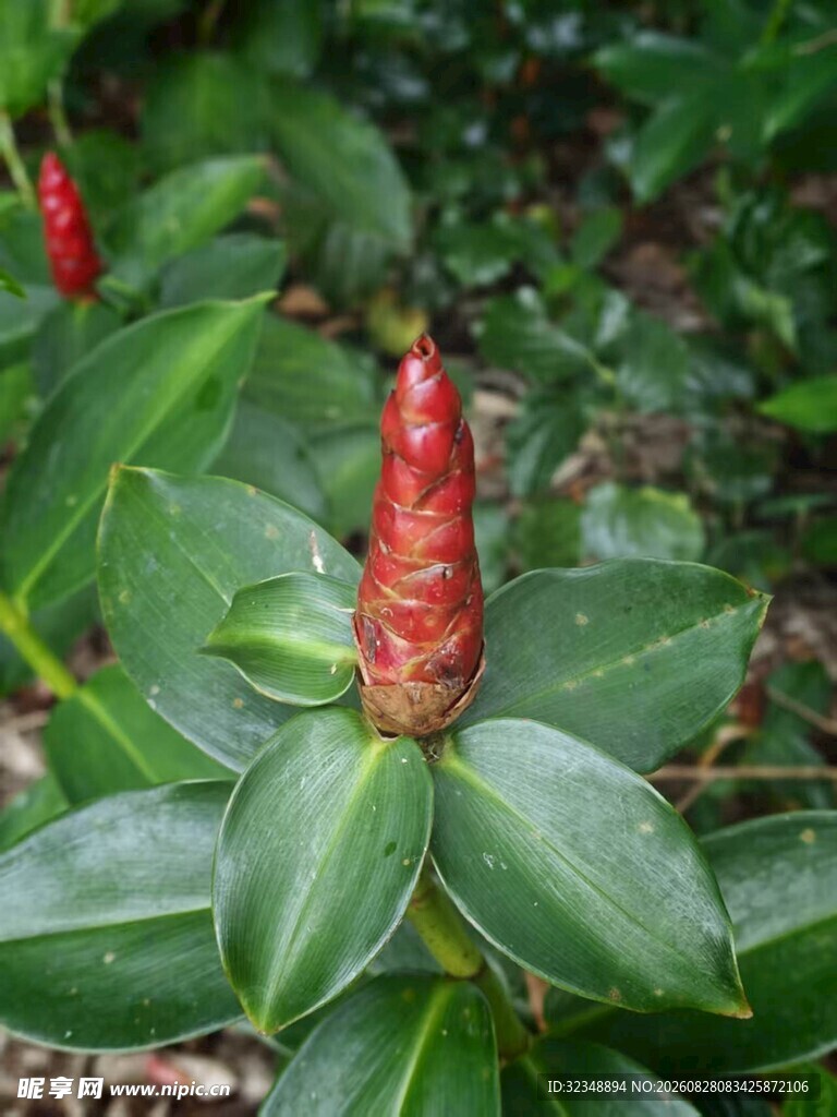 红闭鞘姜  红姜  红塔姜 