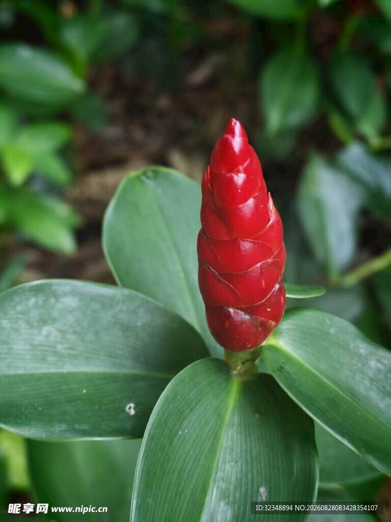 红闭鞘姜  红姜  红塔姜 