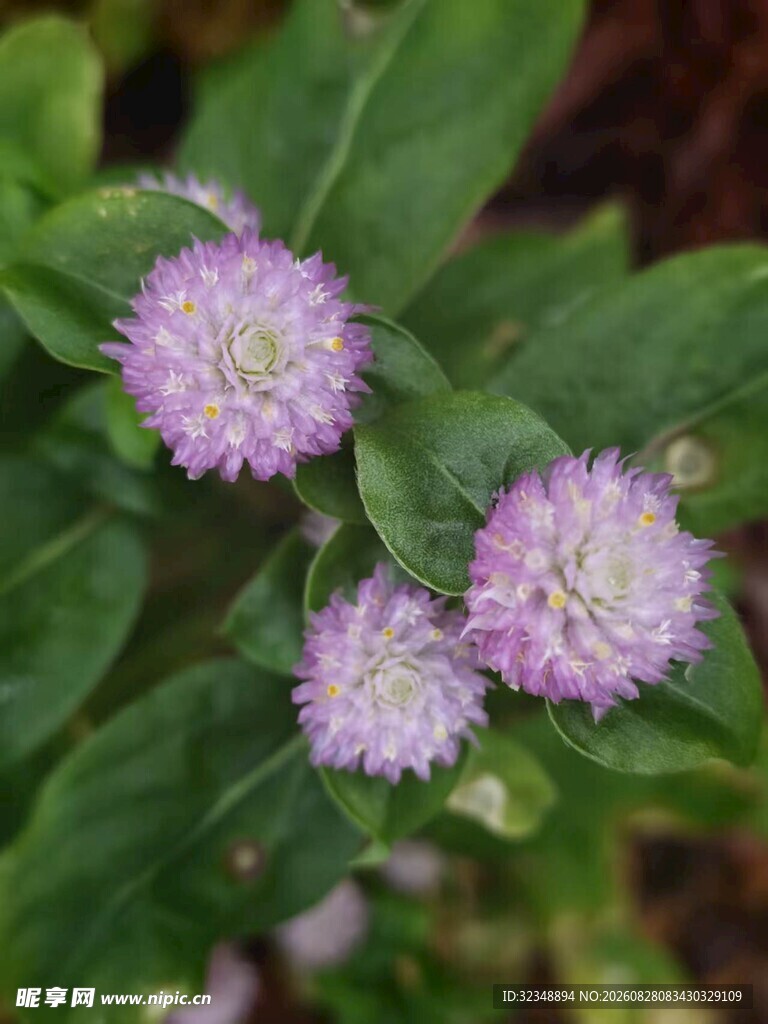淡紫色品种的千日红