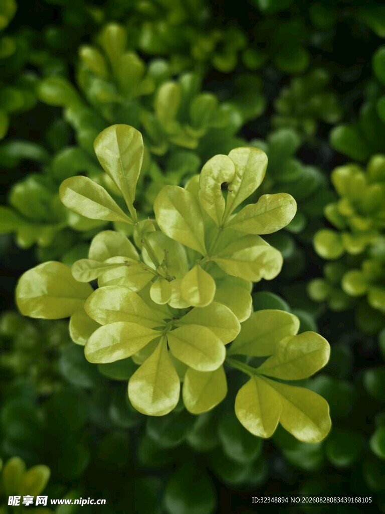 金叶瓜子黄杨