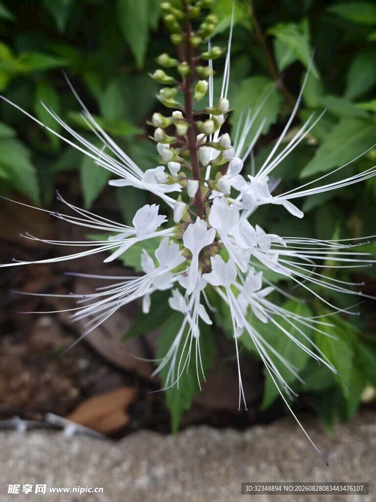 猫须草  肾茶  猫须公