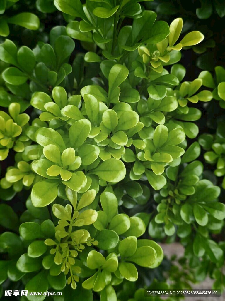 米仔兰   碎米兰