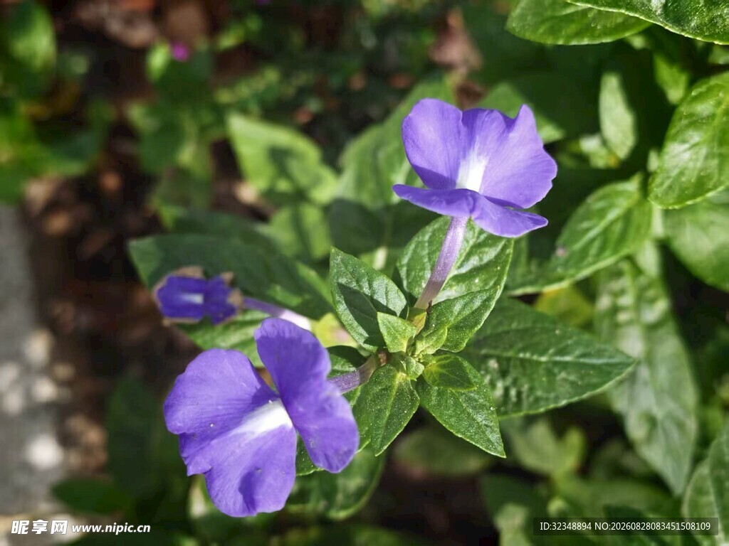 蓝英花