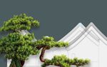 中式屋檐旁的苍劲松树