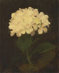 白色绣球花静物油画