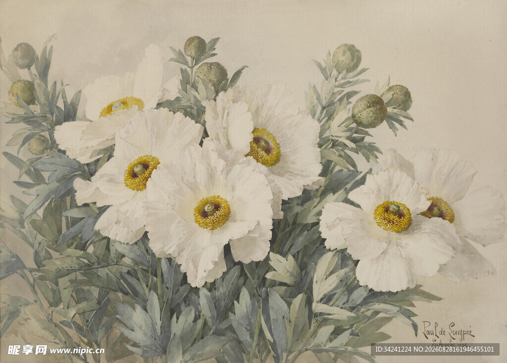 白色花卉植物绘画作品