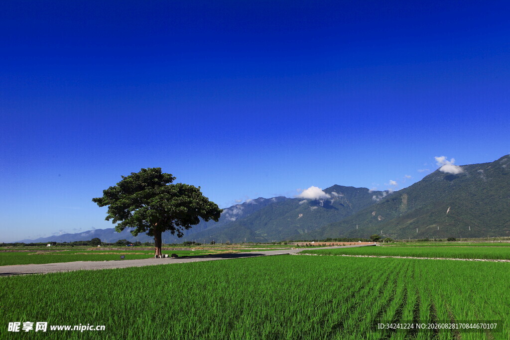 田野孤树远山蓝天美景