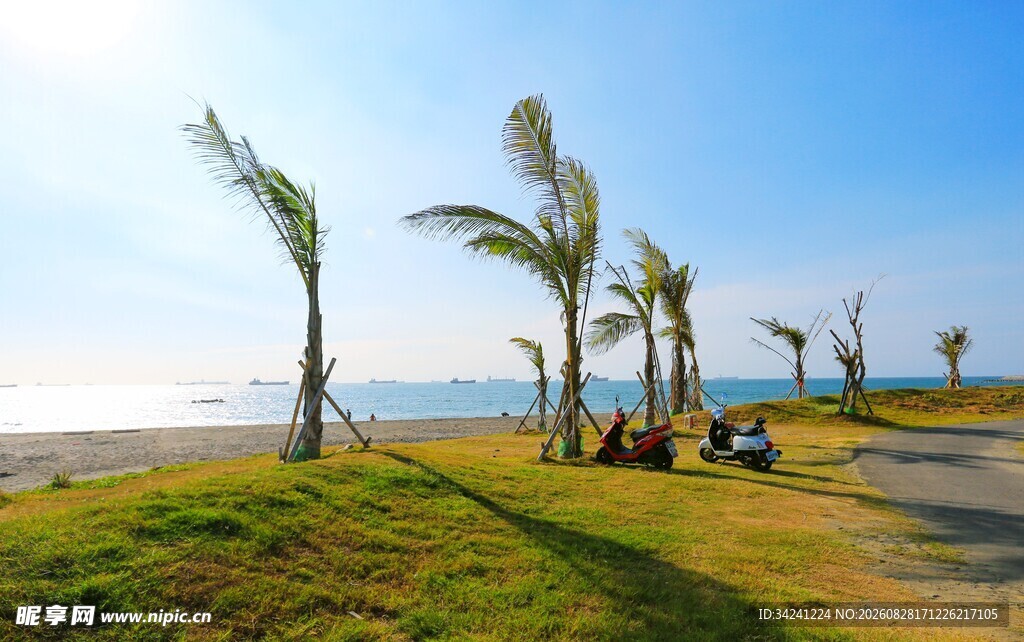 海滨草地旁的椰树美景
