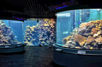 室内大型绚丽水族箱景观