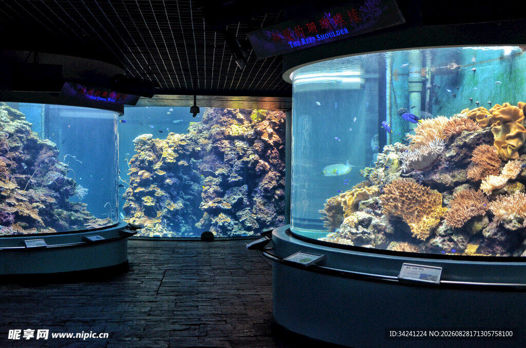 室内大型绚丽水族箱景观