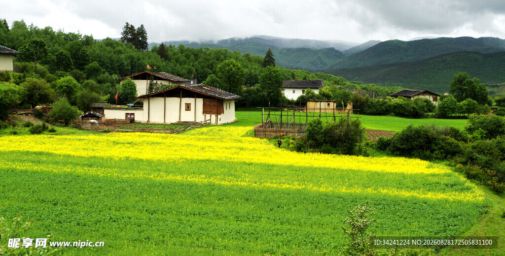 田园油菜美景