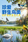 珍爱野生鸟类美丽景象