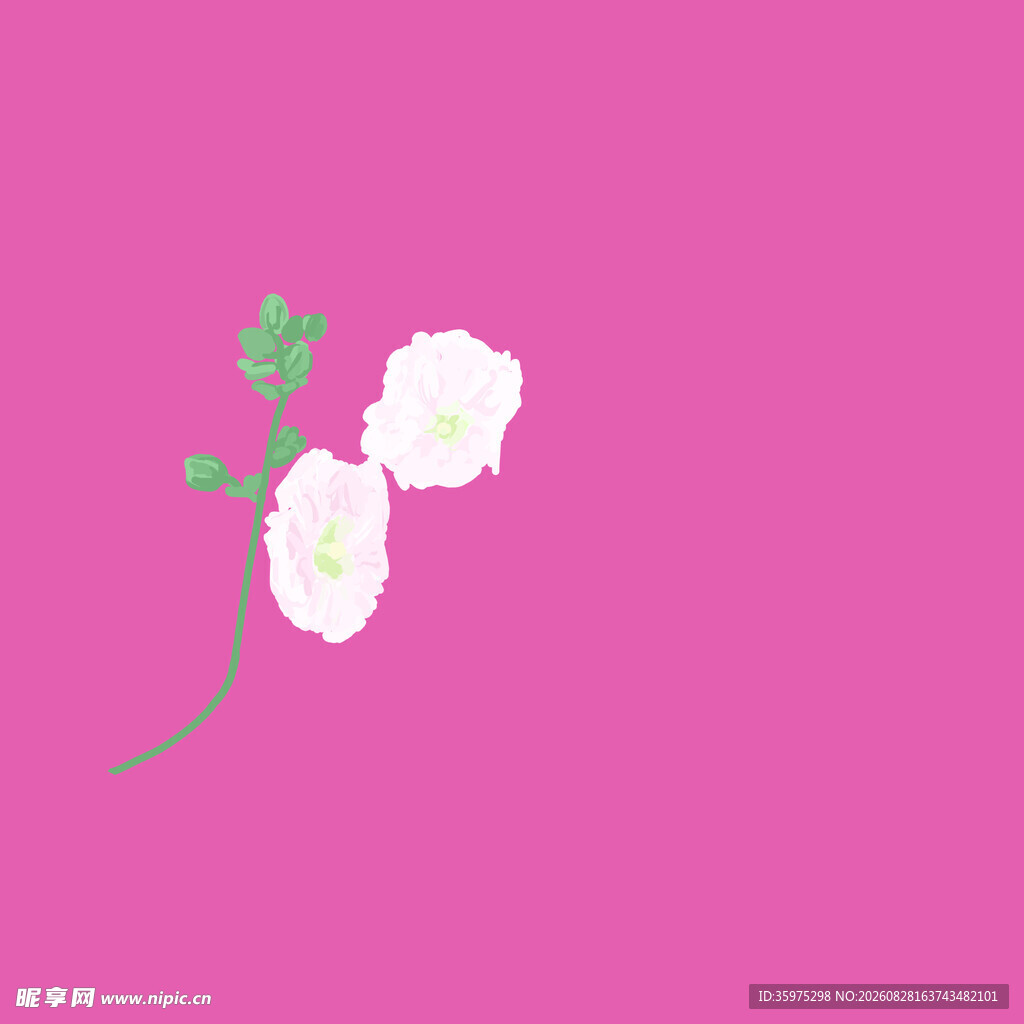 粉色背景上的白色花朵
