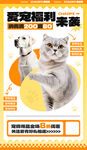 宠物猫美容服务宣传图