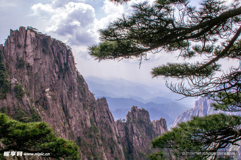 壮丽黄山奇峰与苍松