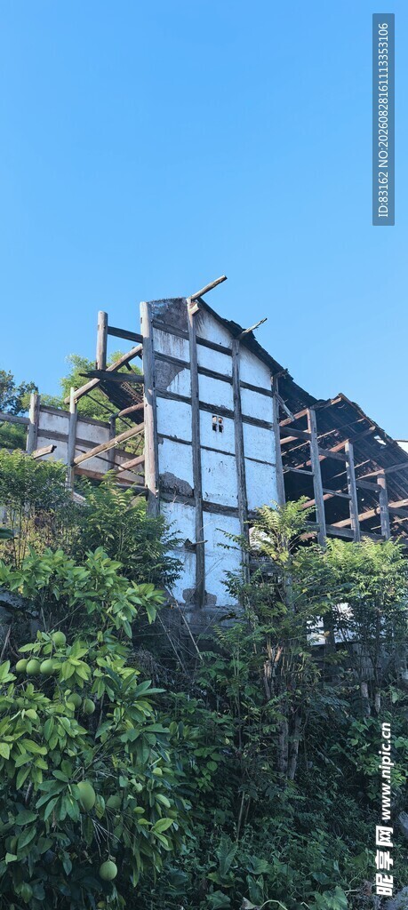 丛林中的废弃建筑框架