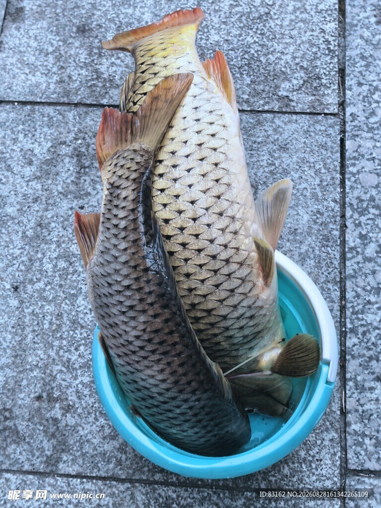 盆中鲜活鲤鱼