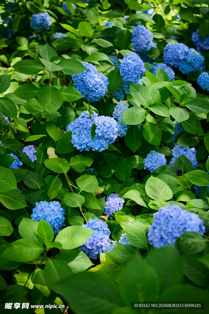 蓝绣球花绽放绿意间