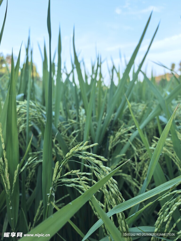 翠绿稻田